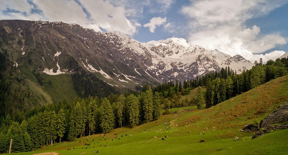 Top 5 National Parks in Himachal Pradesh for Nature Lovers