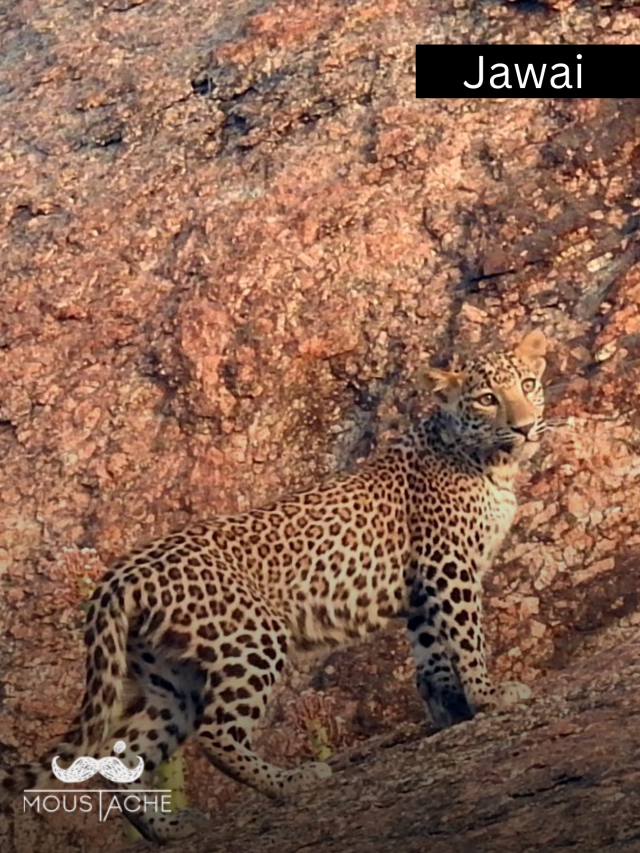 Land of Leopards & Serenity