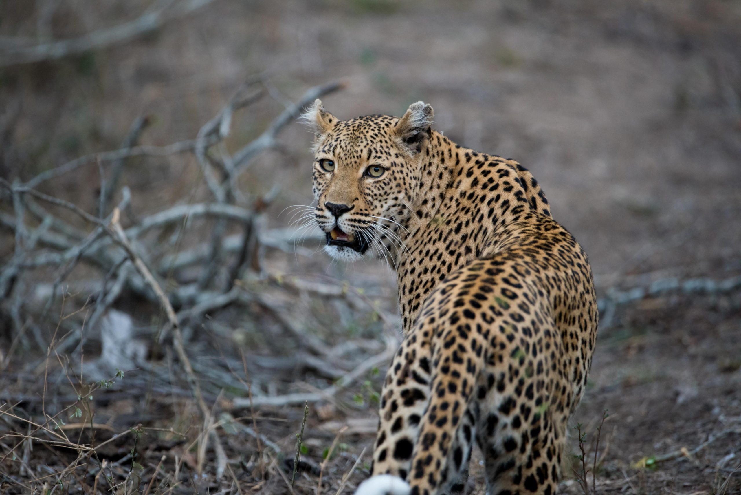 Jawai